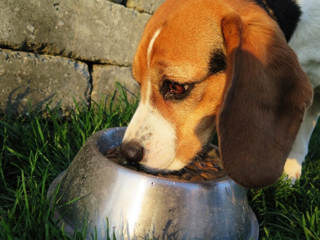 dog, meal, food bowl, dog food, feed, food, dry, garden, animal, domestic animal, nature, domestic dog, purebred dog, beagle, feeding, hunting dog, reward, wildlife, brown, pet, hungry
