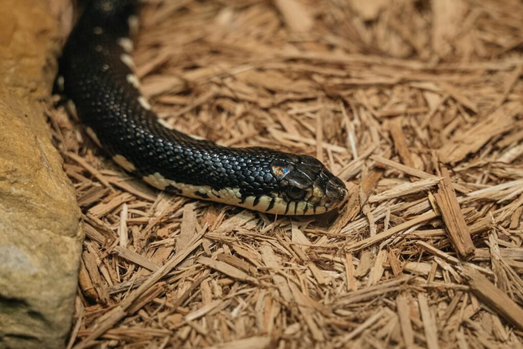 Detailed view of a majestic king snake resting on wood chips, showcasing its texture and exotic appearance.