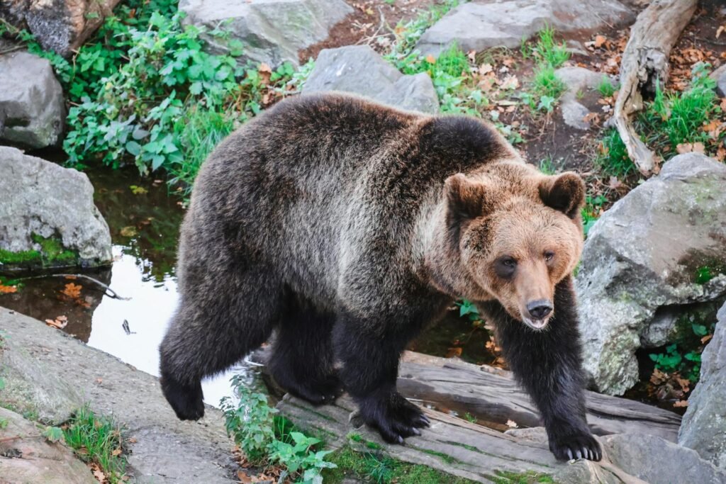Captivating photo of a brown bear in Stockholm, showcasing its strength and natural habitat.
