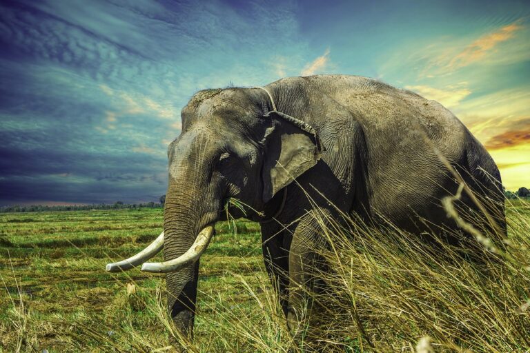 elephant, tusks, elephant tusks, elephant trunk, mammal, wilderness, wild animal, nature, large mammal, large animal, wildlife, wildlife photography, animal