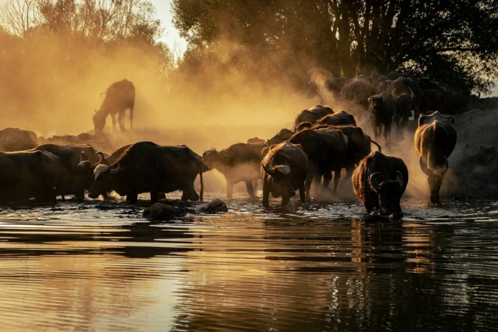 A herd of bison crossing a river under a golden sunset, creating a dramatic wildlife scene.