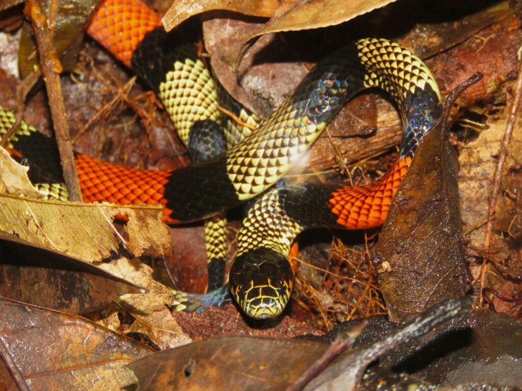 Vibrant coral snake amidst fallen leaves in Amazonas, Brazil rainforest.