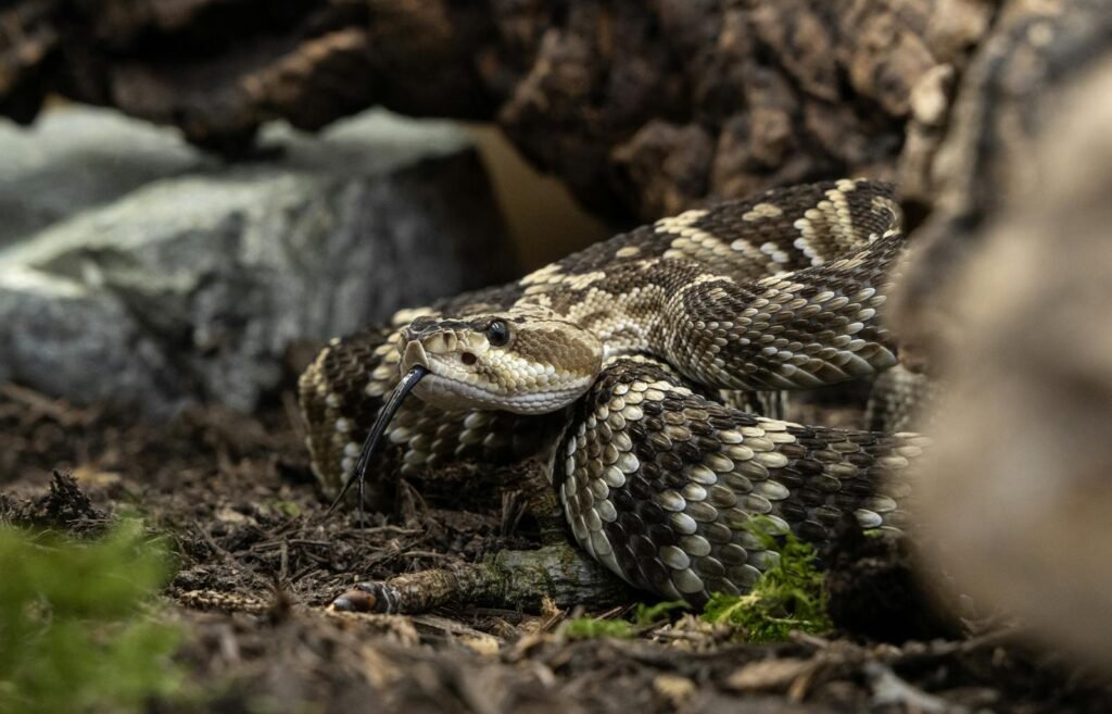 Close-up image of a rattlesnake with tongue flicking on the forest floor.