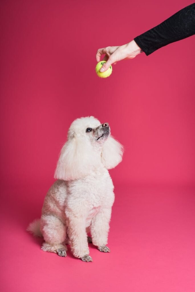 White poodle gazes at a tennis ball held above against a vivid pink background.