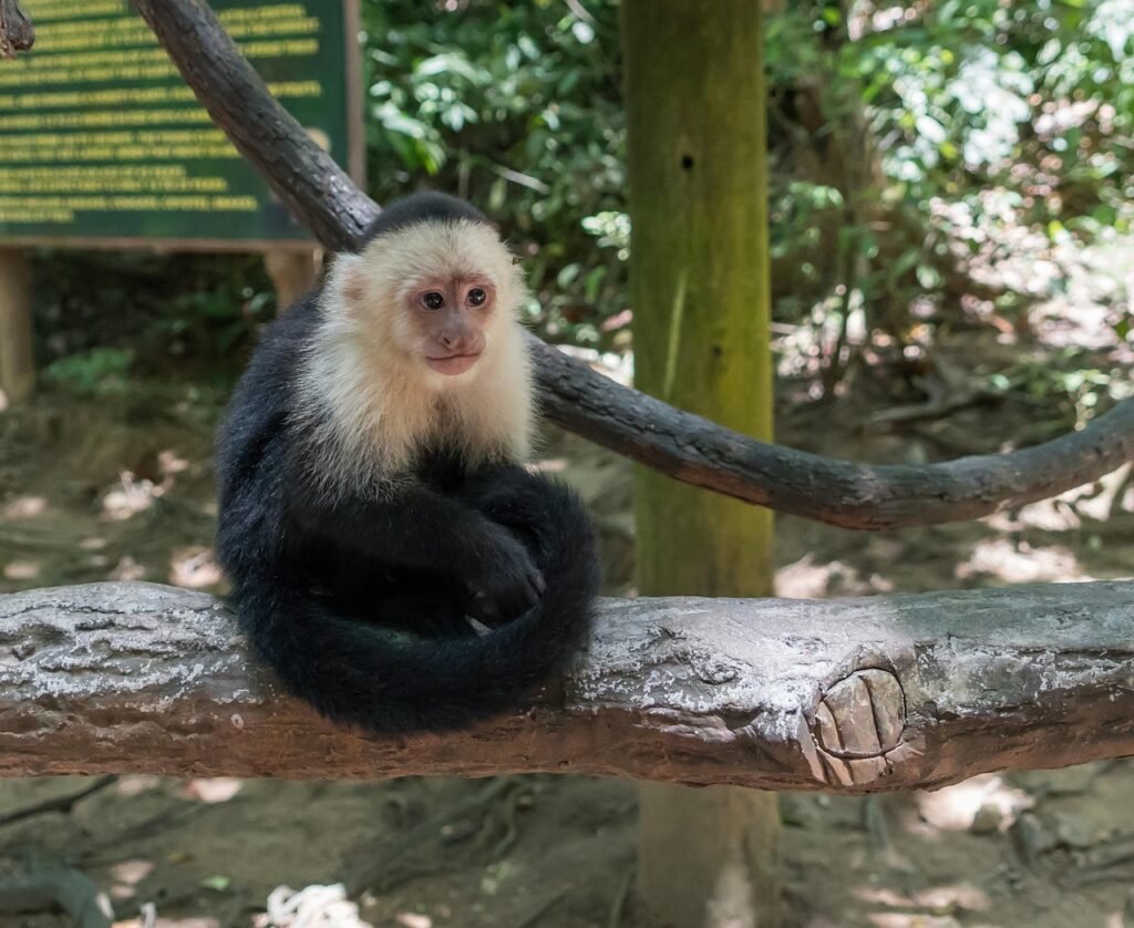 white-headed capuchin, monkey, primate, wildlife, mammal, nature, cute, jungle