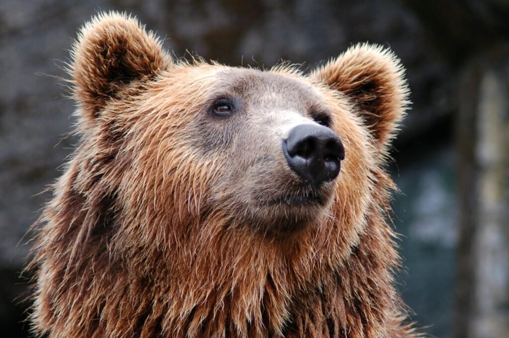 Detailed close-up of a brown bear's face, showcasing its expressive eyes and fur texture.