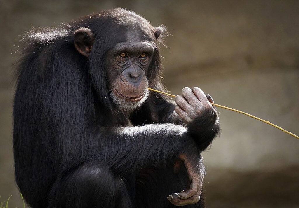 monkey, animal, mammal, primate, chimpanzee, ape, portrait, nature, species