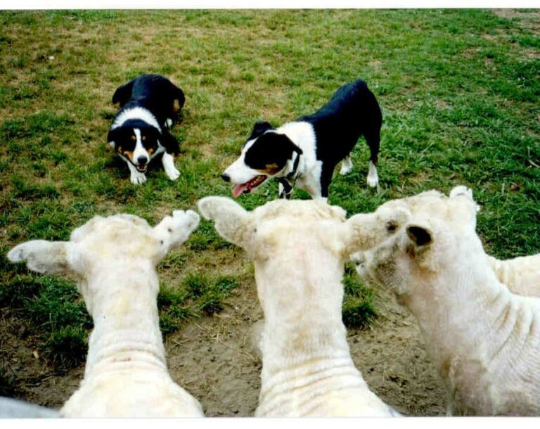 Scientists Discover the Genes Behind Herding Dogs’ Super Skills