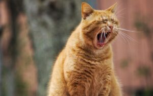 cat, pet, yawn, animal, domestic cat, feline, nature, mammal, whiskers, tired, cute, portrait