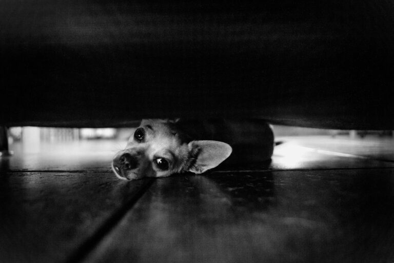 A chihuahua puppy peeking from under a sofa, captured in black and white.