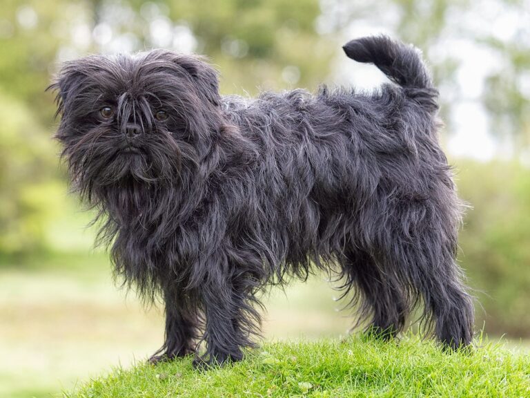 Affenpinscher dog