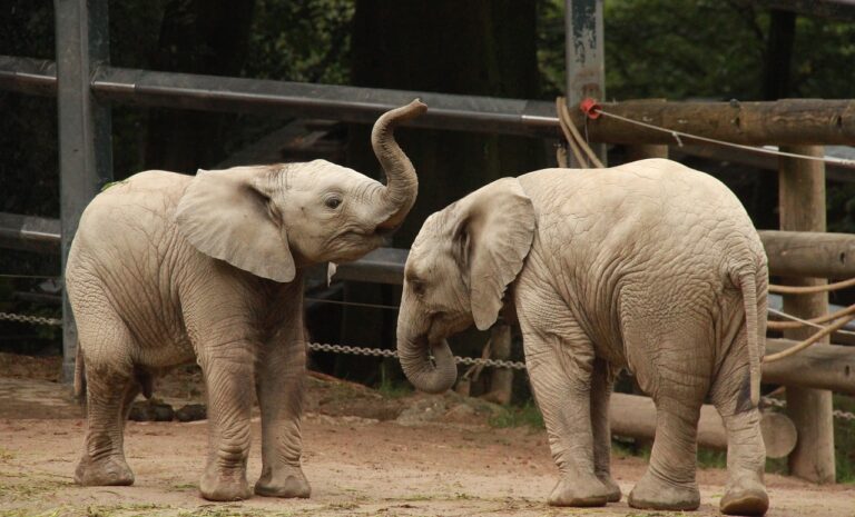 animals, elephant, nature, zoo