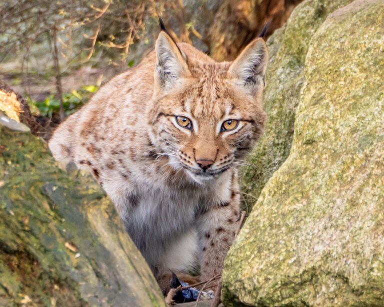 UK Zoo-Born Lynx Could Be Released into the Wild for the First Time