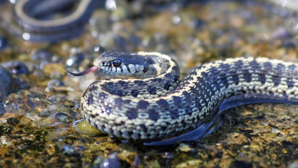 garter snake, tongue, reptile, nature, head, yellow, pattern, vancouver island, original work, garter snake, garter snake, garter snake, garter snake, garter snake
