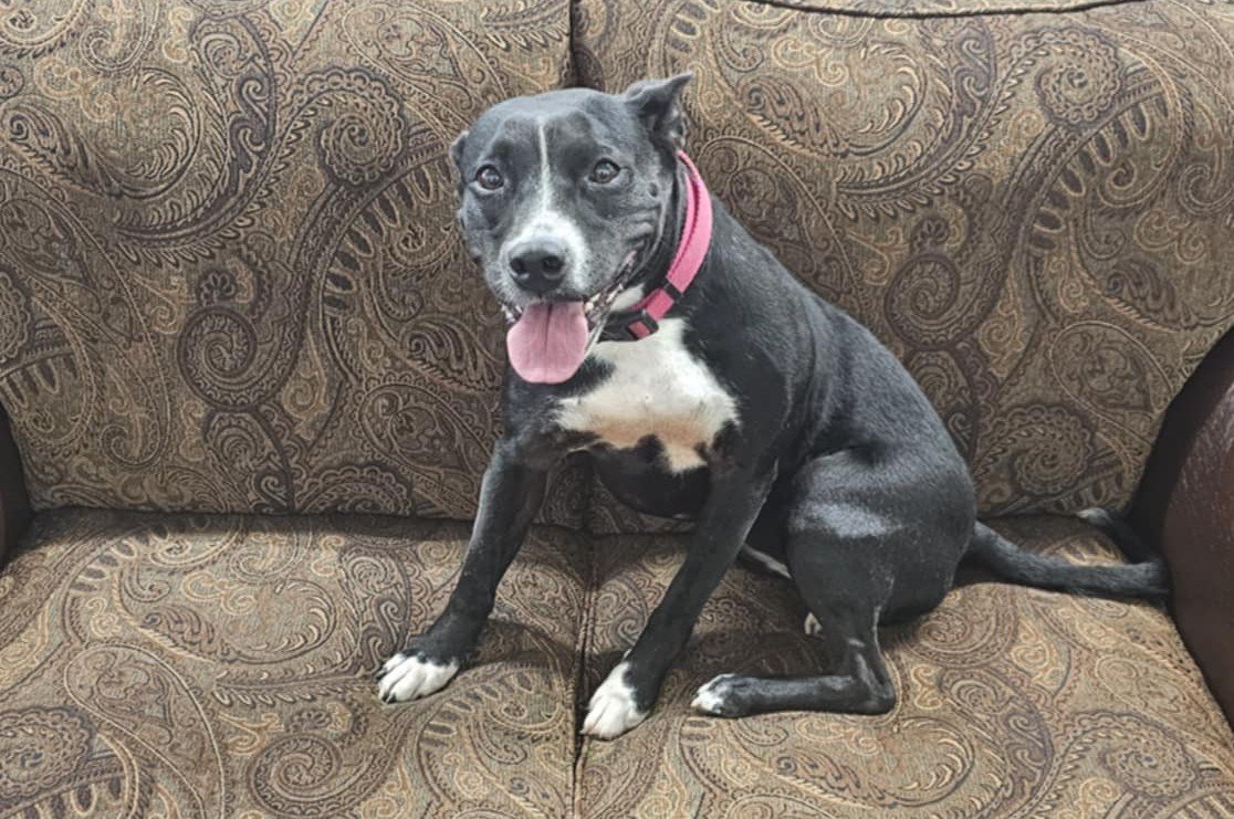 Left Behind for 1,000 Days — Chuppie Is Still Waiting for a Home