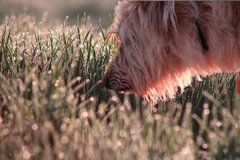 dog, animal, sniffing, grass, sniff, hairy, furry, hairy dog, furry dog, pet, canine, smelling, outdoors, domestic dog, nature