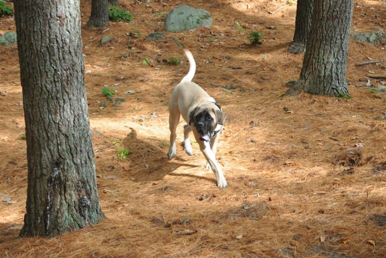 Big Dog, Bigger Quirks: 10 English Mastiff Traits You’ll Love