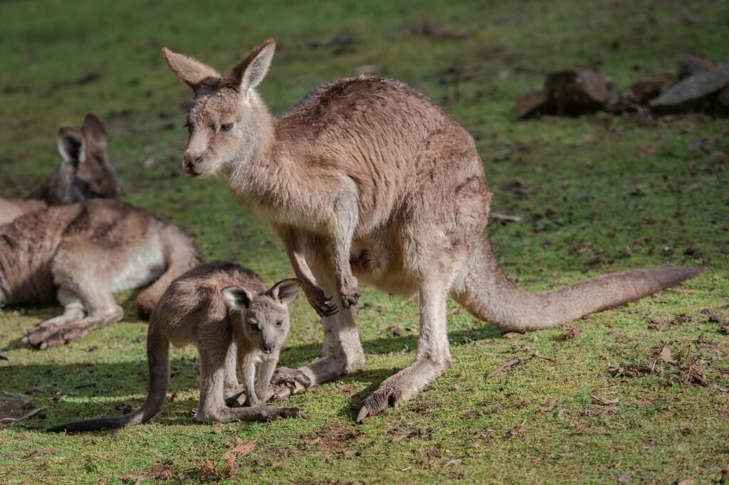 kangaroo, joey, animals, eastern grey kangaroo, macropus giganteus, young animal, marsupial, wildlife, mammals, herbivore, fauna, nature, australian, kangaroo, kangaroo, kangaroo, kangaroo, kangaroo