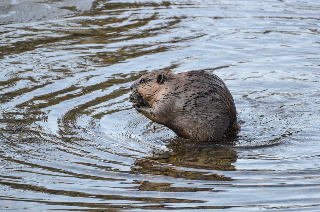 After 400 Years, Beavers Are Back in the UK’s Wild Landscapes