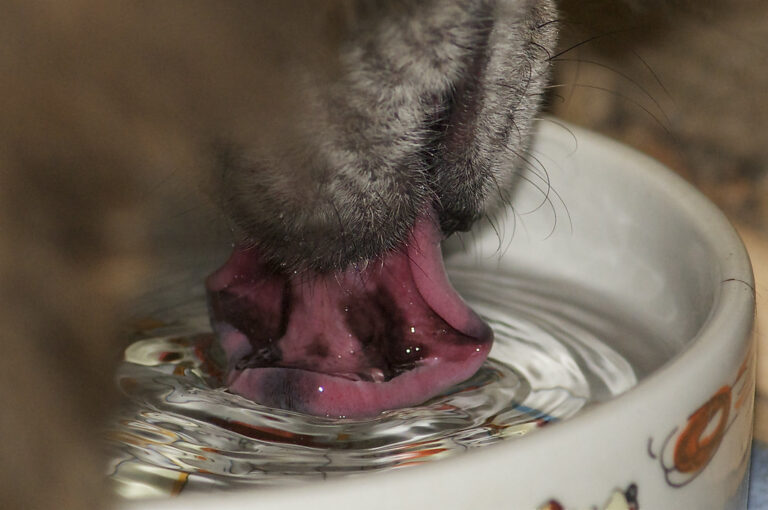 The Surprising Risks of Shared Dog Water Bowls