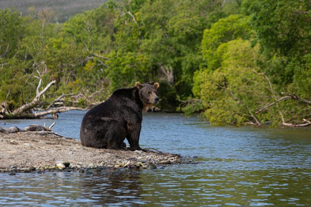 A majestic grizzly bear sitting by the river amidst lush green vegetation.