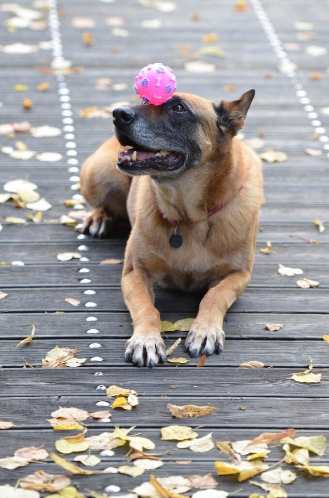 malinois, belgian shepherd dog, leaves, nature, fall, attentive, wooden bridge, dog shows trick, dog trick, dog with ball, dog tricks, trick, cute