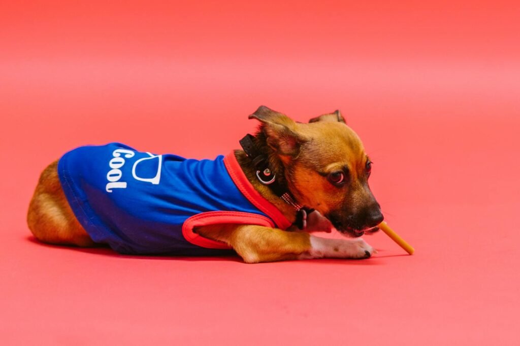 Adorable chihuahua in a blue 'cool' shirt lying on a red surface.