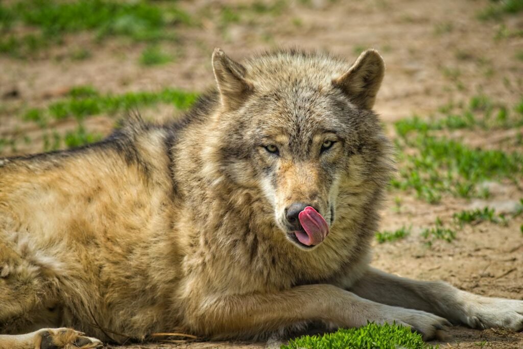 Close shot of a wolf with tongue out, captured outdoors in Backus, MN.