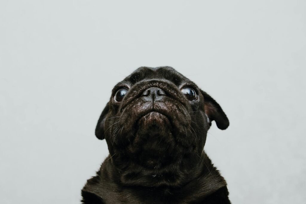 Adorable black pug staring upward against a light background. Perfect for pet lovers.