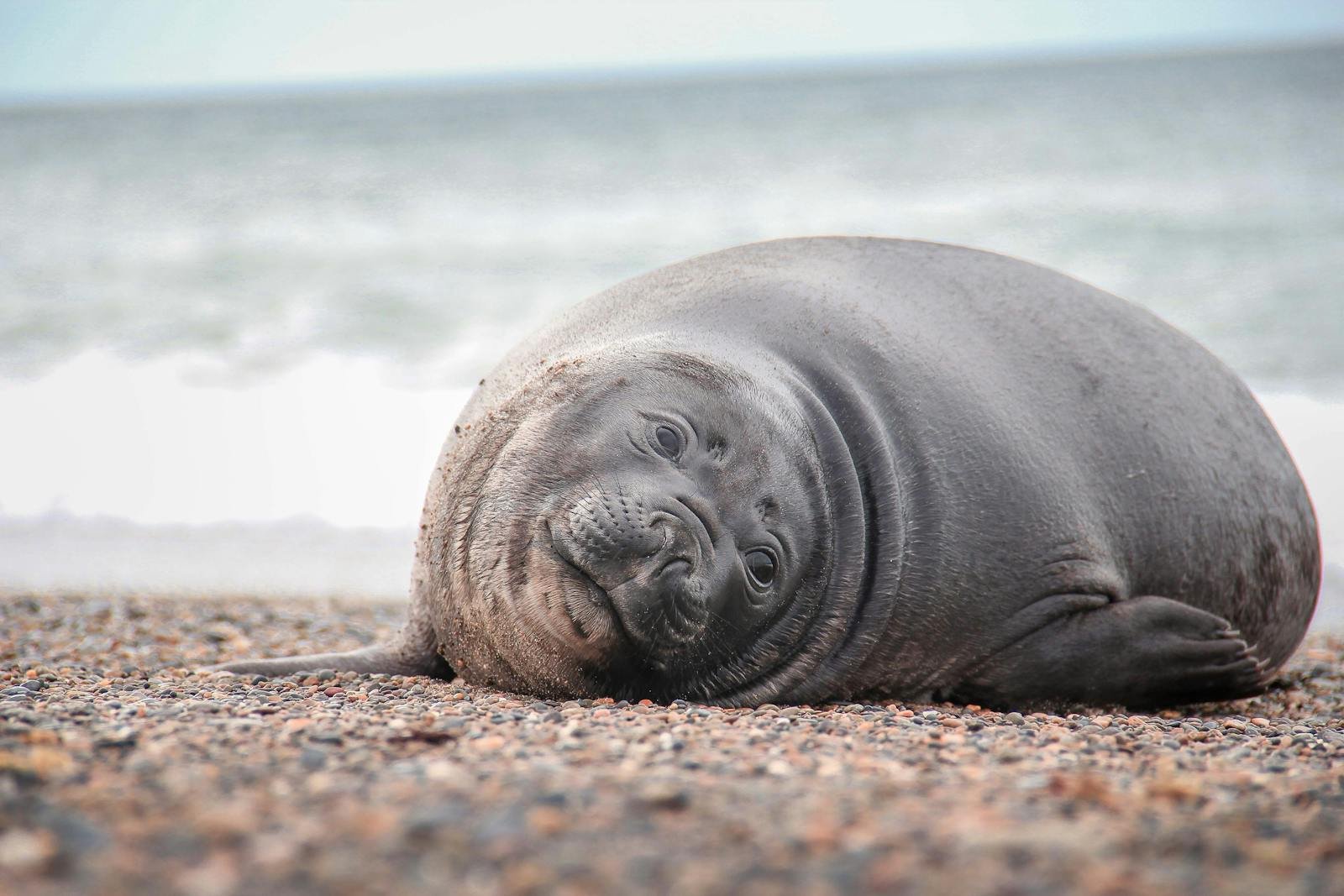 Southern elephant seal resting on the pebbled shore of Punta Ninfas, Argentina.