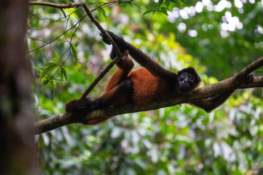 costa rica, nature, howler monkey, monkey, primate, wildlife, costa rica, costa rica, costa rica, costa rica, costa rica, howler monkey, monkey, wildlife
