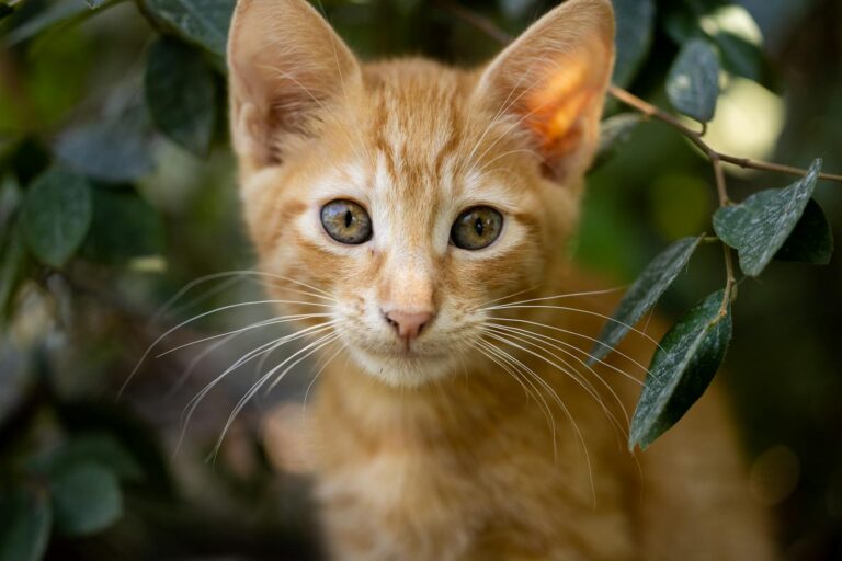 Cute ginger kitten peeking through green leaves, showcasing curious eyes and soft fur.