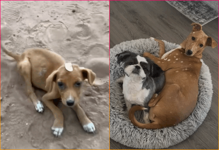 Rescue Dog That Looks Like Bambi Goes Viral for Her Stunning Transformation