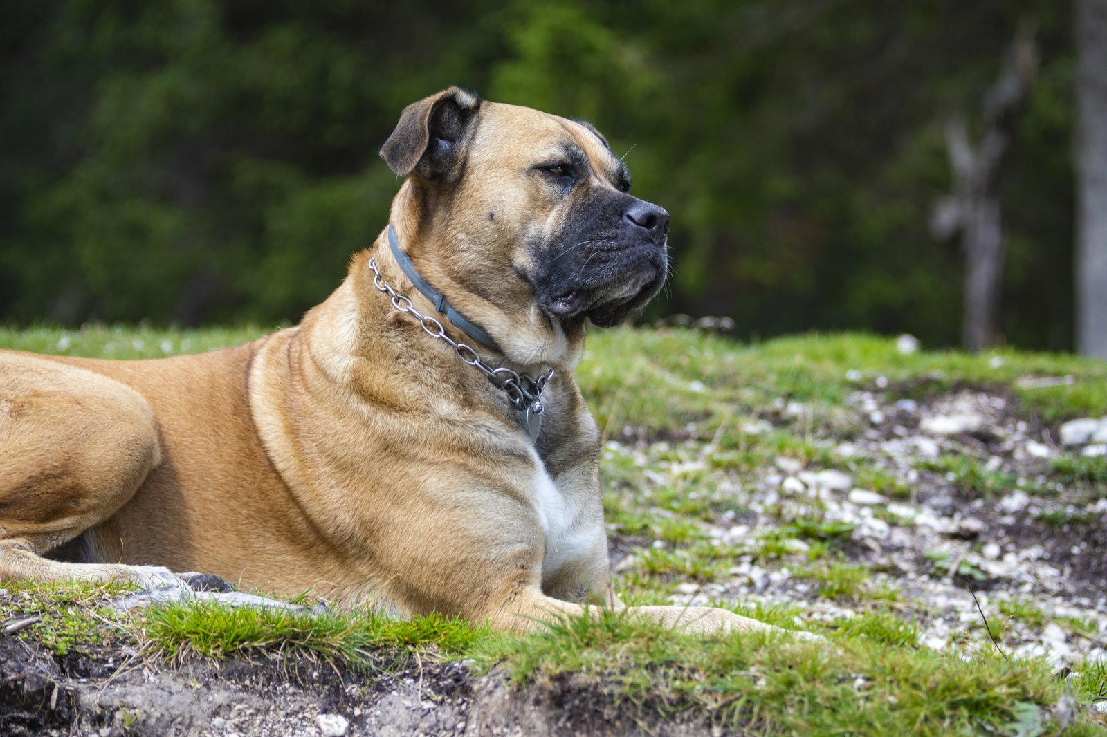 Is the Gentle Giant English Mastiff Right for Your Family?