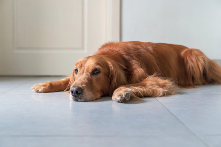 How Dogs Mourn Their Humans Within 72 Hours of Them Passing