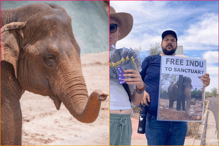 Phoenix Zoo Kills Ailing Elephant Indu Despite Petitions For Relocation to A Sanctuary
