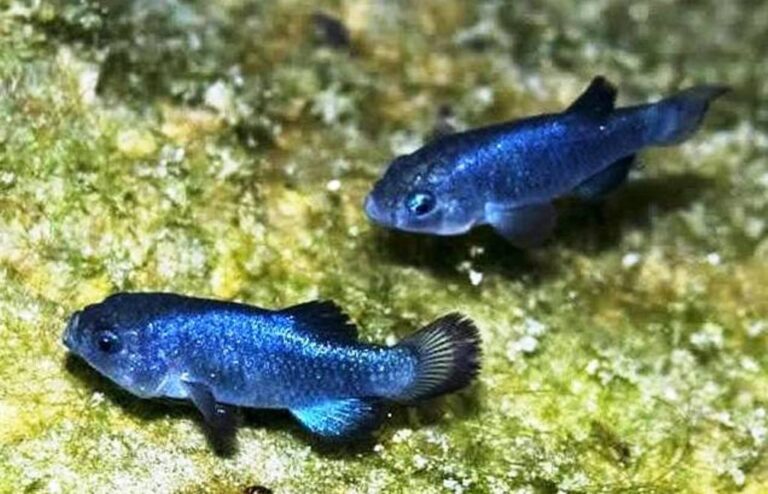 California Earthquakes Leave One of the World’s Rarest Fish Teetering on the Brink