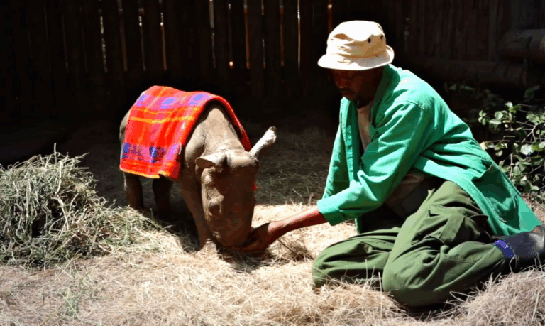 Abandoned, Alone and Attacked by Jackals, Tiny Rhino Calf is Rescued in The Nick of Time