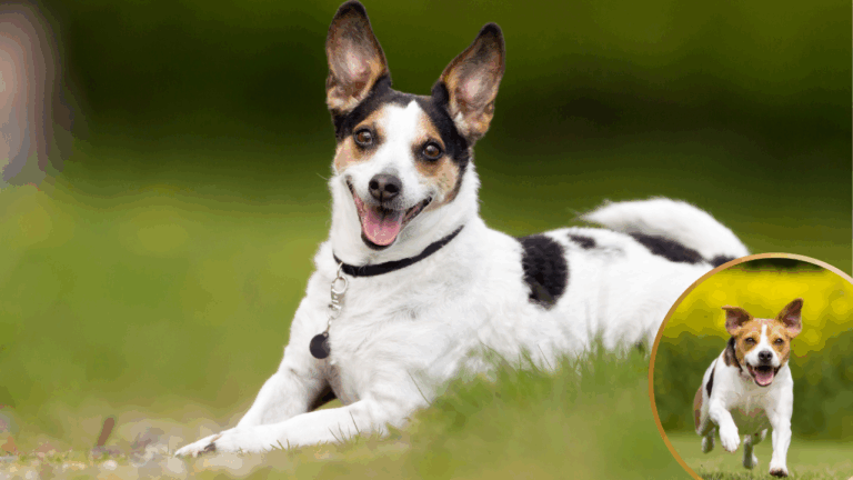 15 Interesting Facts About the AKC’s Newest Recognized Dog Breed, The Danish Swedish Farmdog