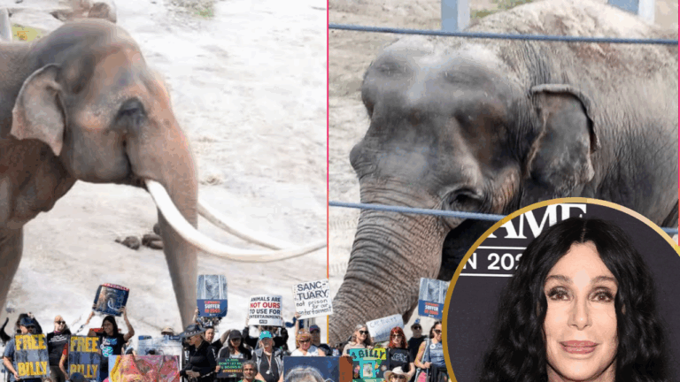 Singer Cher Supports Lawsuit To Halt LA Zoo Relocating Two Asian Elephants To Oklahoma Zoo