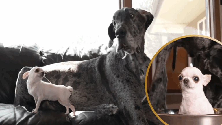 World’s Tiniest Dog Meets World’s Largest in Idaho for a Playdate