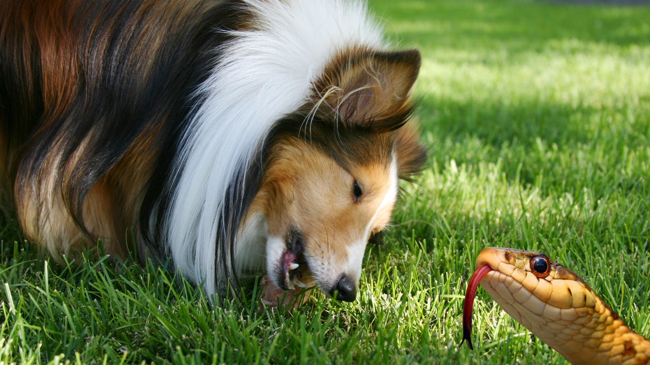 How to Keep Your Dog Safe from Snakebites in the USA