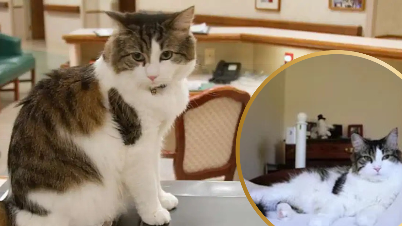 Meet Oscar: The Cat Who Could Predict Death and Comfort Patients in a Rhode Island Hospice