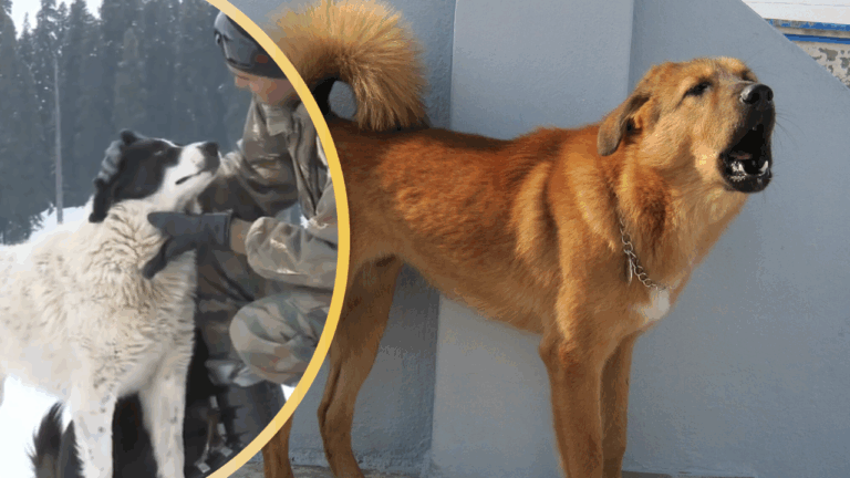 How Stray Dogs Help Indian Soldiers Check Terrorism in Kashmir
