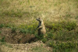 brown and black 4 legged animal on green grass field during daytime