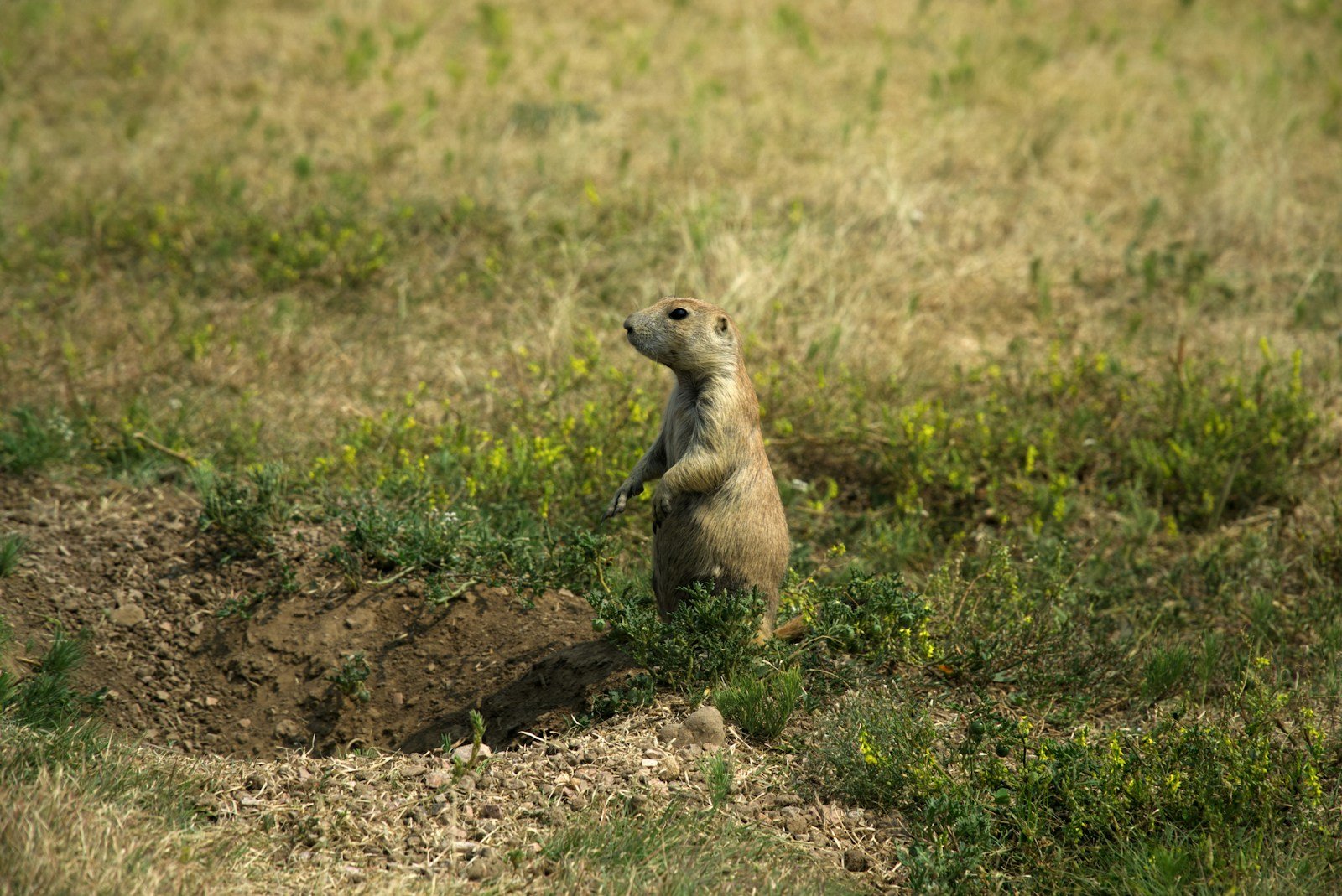 Colorado Scientists Map Out Hope for Prairie Dogs and Their Grassland Home