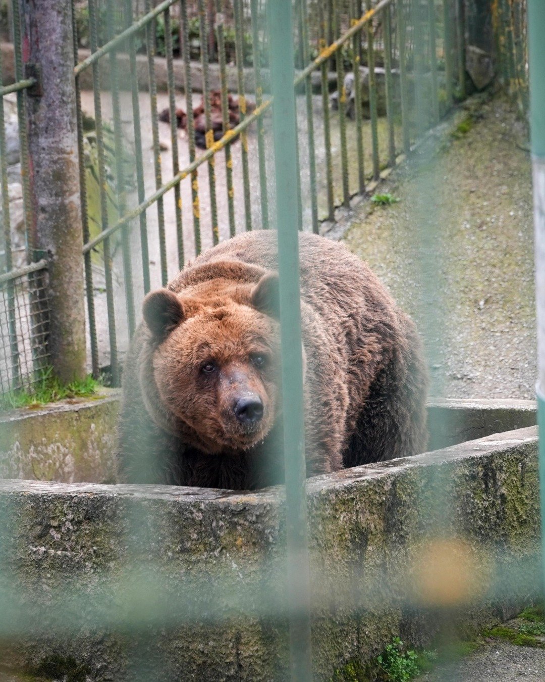 From Concrete Cage to Forest Freedom: Felix the Bear Begins a New Life After 34 Years in Captivity