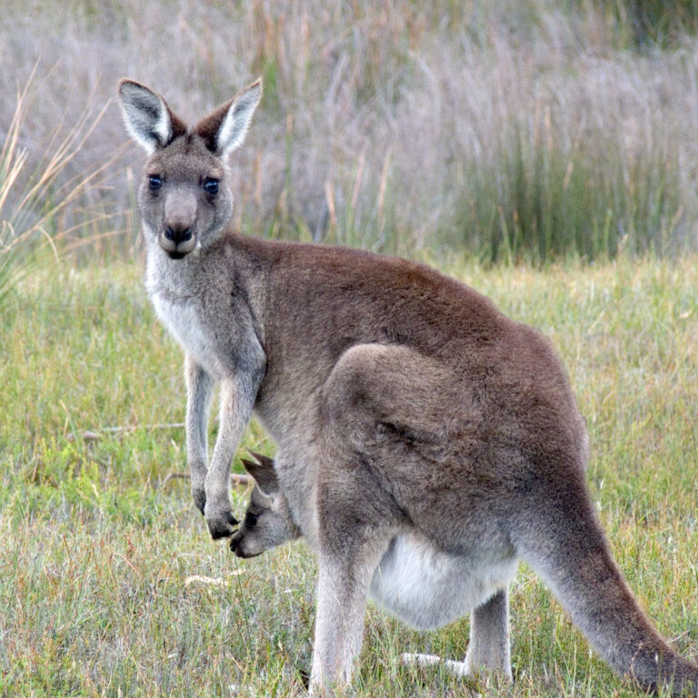 Adidas Drops Kangaroo Leather, Citing Animal Welfare Concerns and Industry Change
