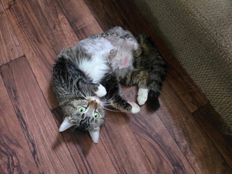 Bitsy the Six-Legged Cat Finds a New Life—Minus a Few Extra Limbs