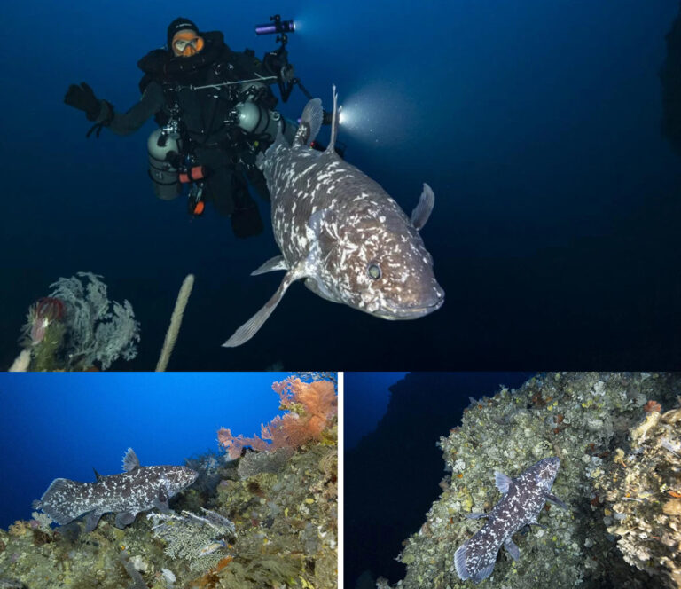 Ancient Fish Caught on Camera in Indonesia for the Very First Time